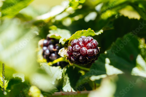 Boysenberries in Stanley Australia photo