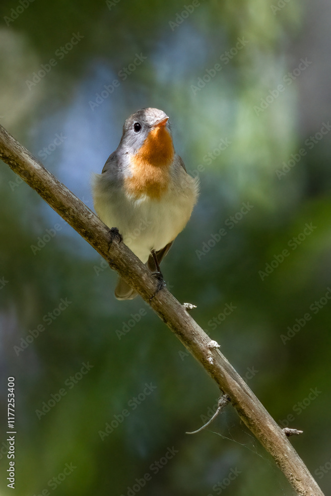 Red-breasted Flycatcher