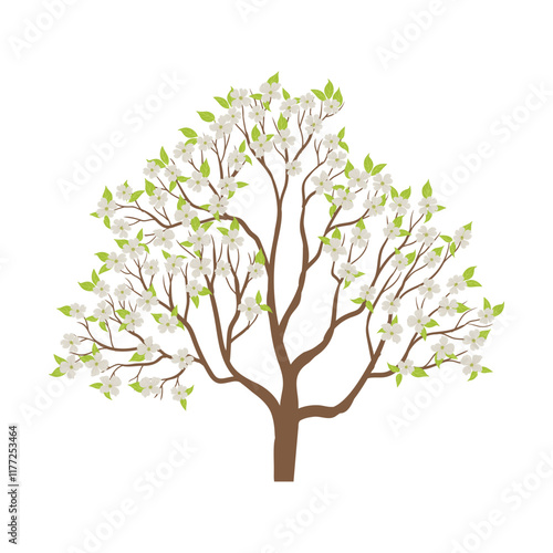 vector drawing flowering dogwood, tree with green leaves and flowers, Cornus florida isolated at white background, hand drawn illustration