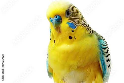 Budgerigar (Budgie) Parrot Showing Bright Colors Isolated on Transparent Background photo