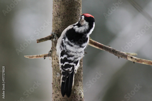 Lesser spotted woodpecker (Dryobates minor) on spruce tree searching food in bark, blur background, winter season close up, Europe, Latvia. photo