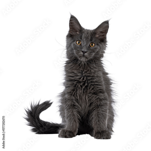 Beautiful blue Maine Coon cat kitten, sitting up facing front. Looking towards camera. Isolated cutout on a transparent background. photo