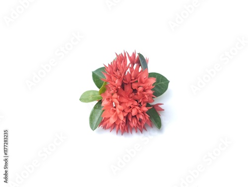 Beautiful red Asoca flowers isolated on white background. Floral decoration. Botanical photography for design  photo