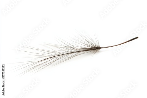 close up of a seed with thin filaments on a white background photo