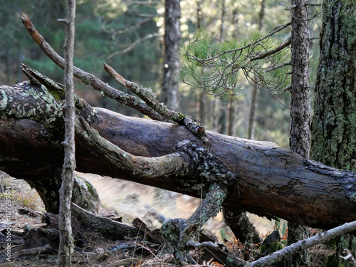Corse - Randonnée - Punta Velaco - Aiguille de Bavella