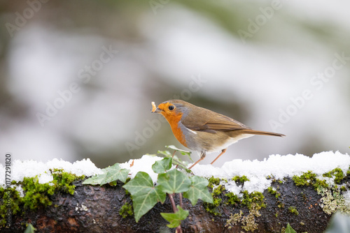 Robin (erithacus rubecula) eating a mealworm whilst standing on a snowy log - Yorkshire, UK in January