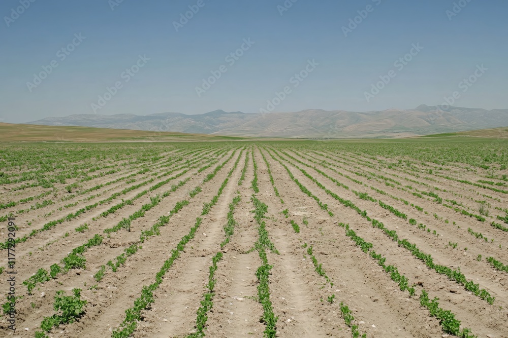 Rows of Green Crops on an Expansive Agricultural Field Under Clear Blue Sky Rows of Green Crops on an Expansive Agricultural Field Under Clear Blue Sky