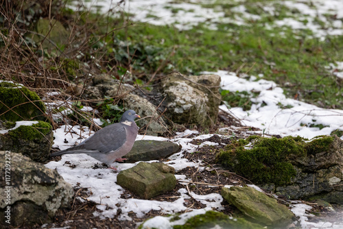 Garden woodpigeon (Columba palumbus) in snowy back gardern rockery. January, UK photo