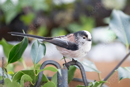 Long Tailed Tit (Aegithalos caudatus) perched on a graden feed tray - Yorkshire, UK in January photo