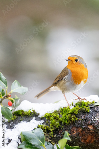 Festive Robin (erithacus rubecula) on a snowy log with holly and red berries. Winter scene. Yorkshire, UK in January