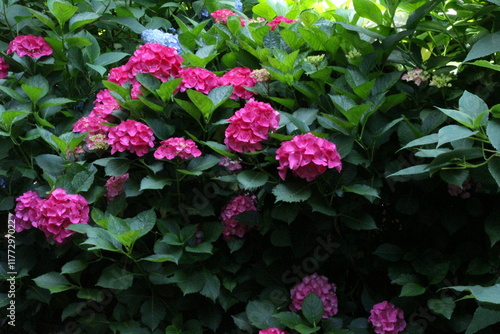 Wallpaper Mural 紫陽花 Torontodigital.ca