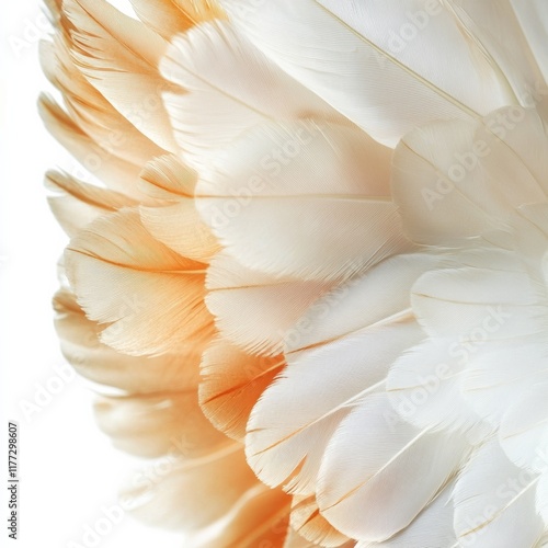 Wallpaper Mural Close-up of a chicken's tail feathers fanned out with intricate detail, isolated on white Torontodigital.ca
