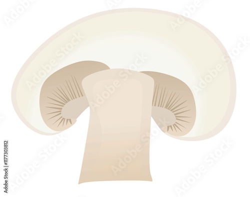 Mushroom champignon on white background. vector 