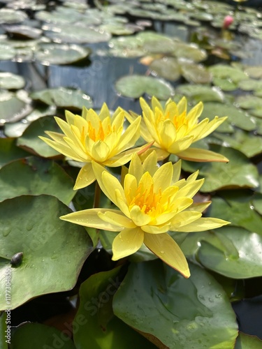Nymphaea Mexicana Water Lily Lotus