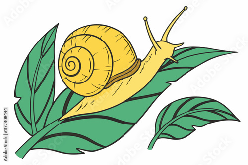 snail on leaf