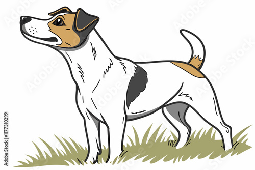 jack russell terrier