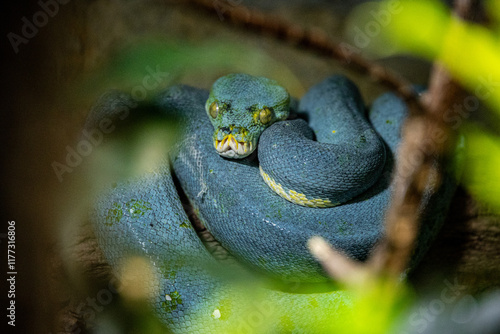 Green Tree Python hiding