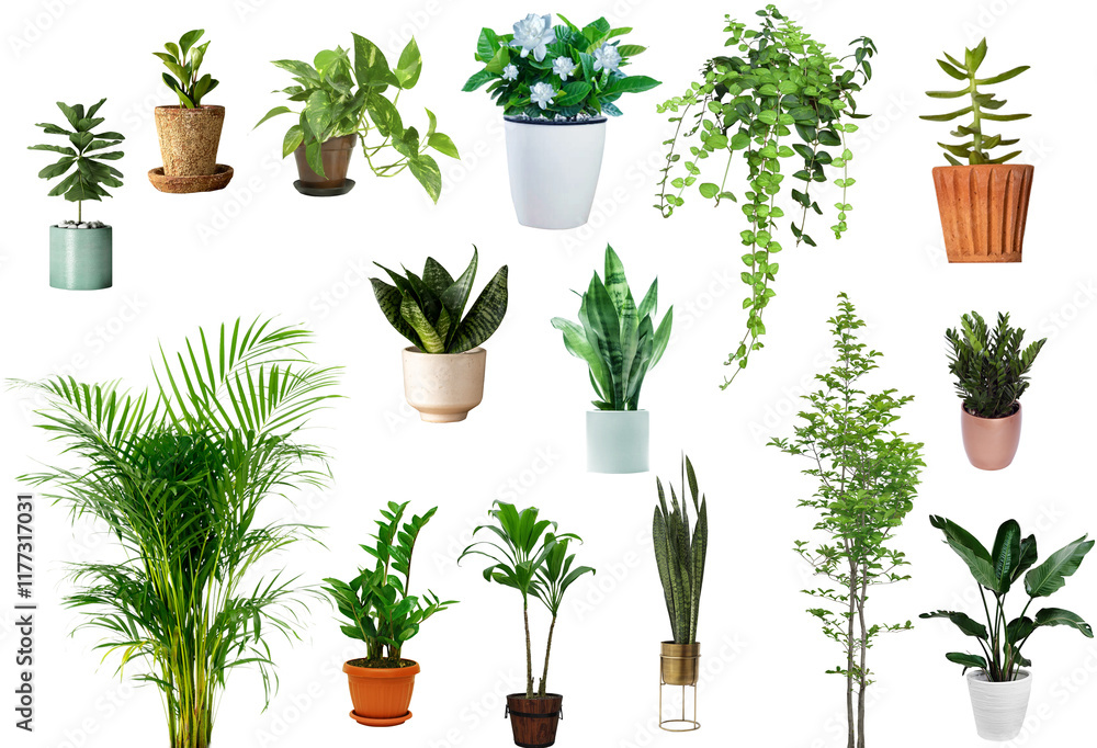 Obraz premium set of herbs