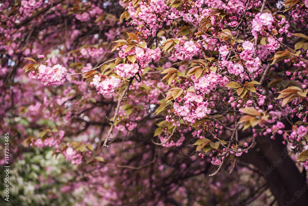 Sakura flowers blooming, spring seasonal Easter background Sakura flowers blooming, spring seasonal Easter background