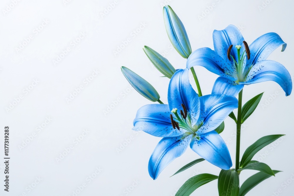 Fototapeta premium Elegant blue lilies in a floral arrangement against a clean white background