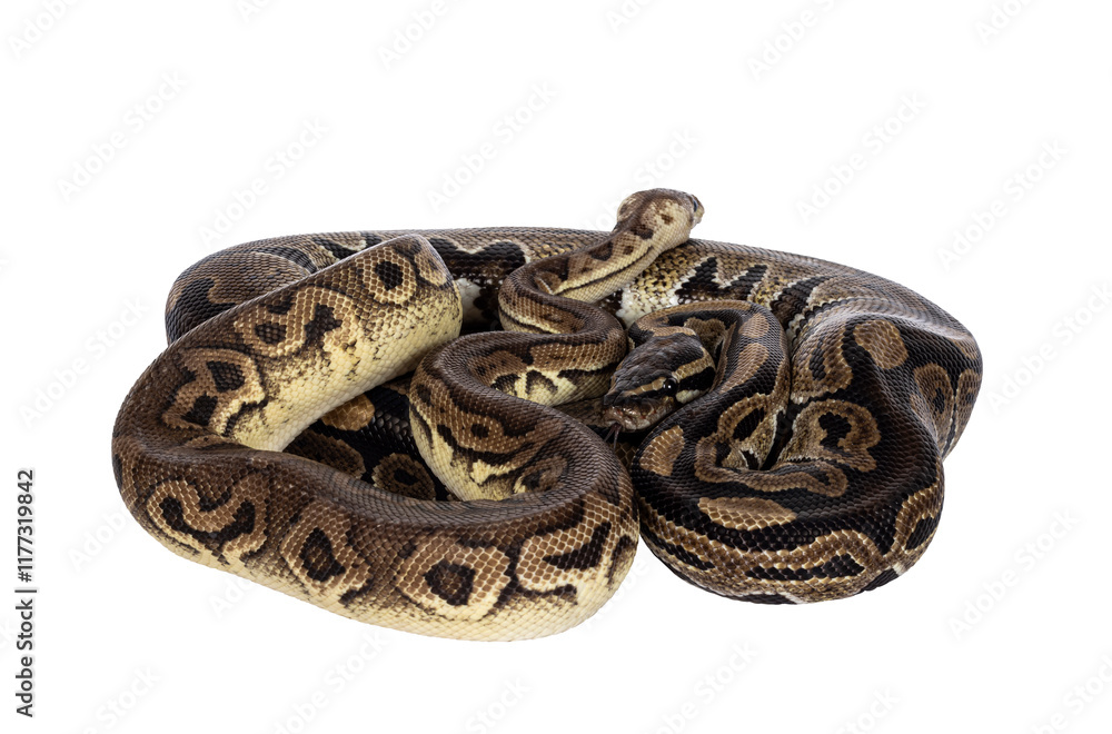 Two morphs of Ball Python aka Python Regius, tangled up and living as friend. Isolated cutout on a transparent background. Two morphs of Ball Python aka Python Regius, tangled up and living as friend. Isolated cutout on a transparent background.