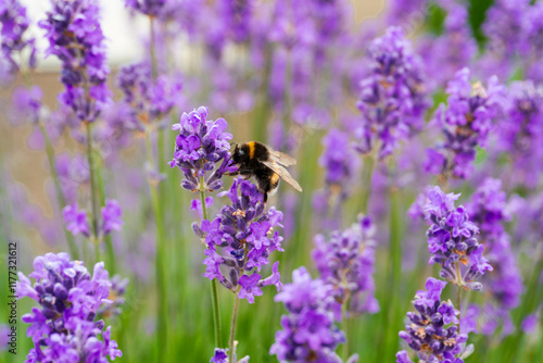 Fototapeta Naklejka Na Ścianę i Meble -  bee on lavender