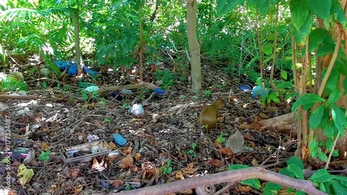 An agouti looks for something to eat on the ground.