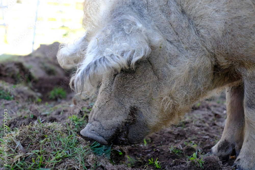 Fototapeta premium pig in the mud