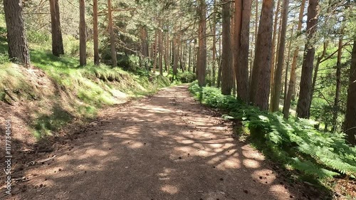 Moving forward a path between pine trees forest, in the Canencia mountain, in the Sierra de Guadarrama, in Madrid, Spain. Point Of View (POV), subjective view
 photo