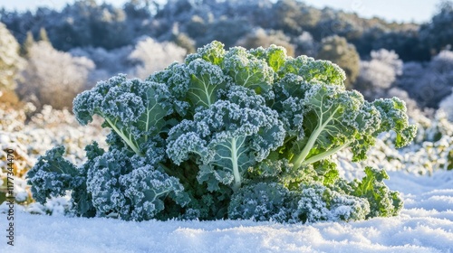 A large bush of kale (Brassica oleracea var. sabellica) thriving in a frosty winter garden, its curly leaves covered in a thin layer of ice. photo