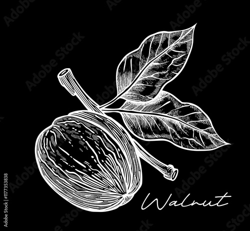 Walnut hand drawn black and white vector illustration