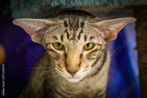close up portrait of a cat