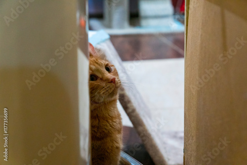 cat looking out of window
