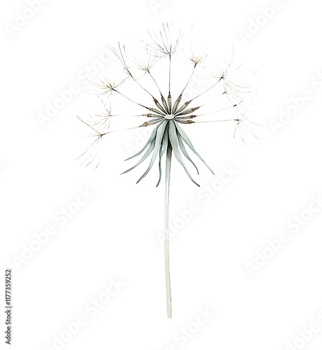 Wallpaper Mural Delicate dandelion flower close-up studio botanical art minimalist vertical nature beauty Torontodigital.ca