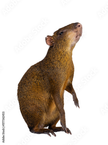 Tableau sur toile Agouti aka Dasyprocta standing side ways on hind paws