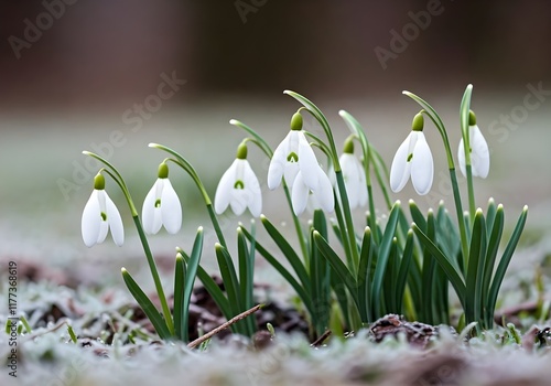 Spring snowdrop flowers in snow closeup photo