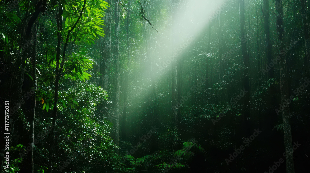 Fototapeta premium Morning Fog in Dense Forest with Low-Hanging Mist and Soft Light Beams