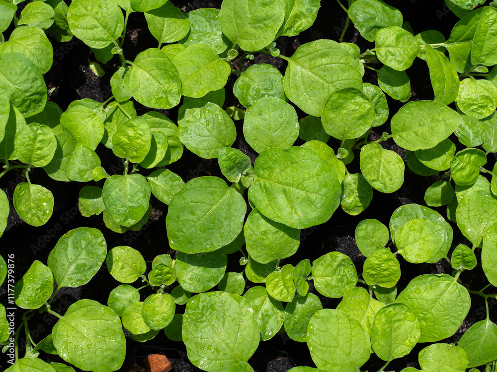 Eggplant seedlings in rice husk ash Eggplant seedlings in rice husk ash
