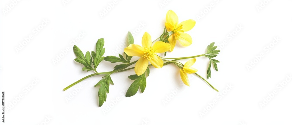 a sprig of yellow flowers with green leaves on a white background a sprig of yellow flowers with green leaves on a white background