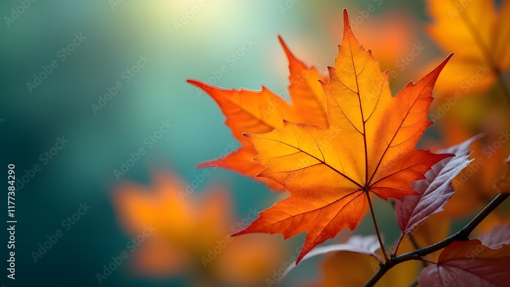 Vibrant Autumn Maple Leaf Branch Teal Background Warm Hues Vibrant Autumn Maple Leaf Branch Teal Background Warm Hues