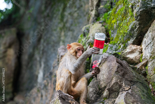 Macaque in Qianling Park, Guiyang, China photo