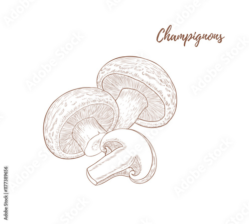 Vector champignons line art illustration, graphic line mushrooms combination. Mushrooms for food. Champignon. Great for any designs, textile, art, walls, package