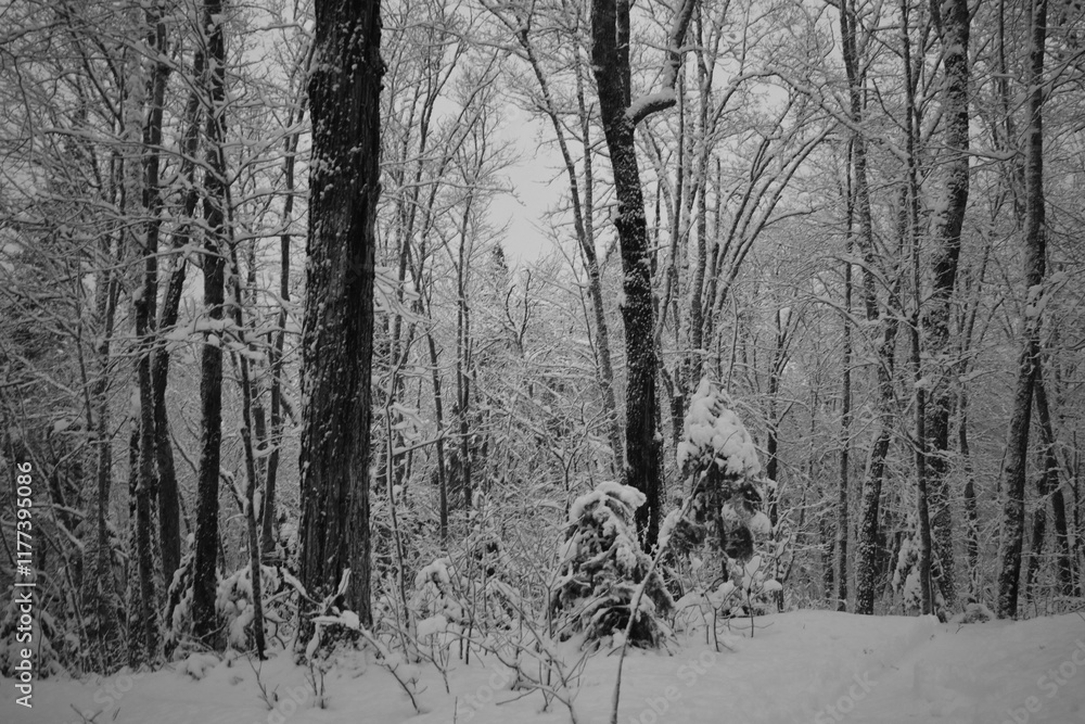 Parc Appalaches 24 Décembre Au 2 Janvier 2025 N&B