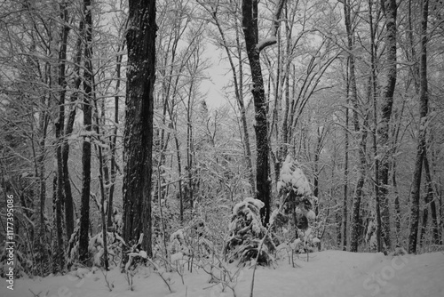 Obraz na płótnie Parc Appalaches 24 Décembre Au 2 Janvier 2025 N&B w salonie