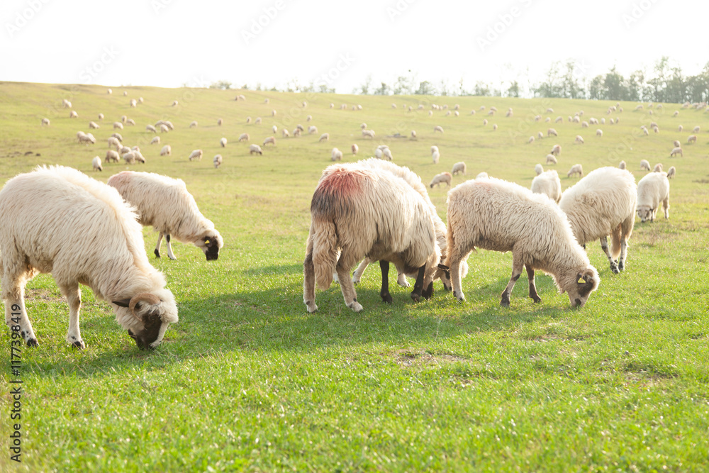 Fototapeta premium A flock of sheep grazing peacefully in a lush green pasture under a bright sky. The scene evokes a sense of tranquility and the beauty of rural life.