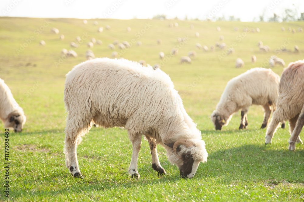 Sheep grazing peacefully in a sunlit pasture. A flock of fluffy sheep enjoys a tranquil day. Sheep grazing peacefully in a sunlit pasture. A flock of fluffy sheep enjoys a tranquil day.
