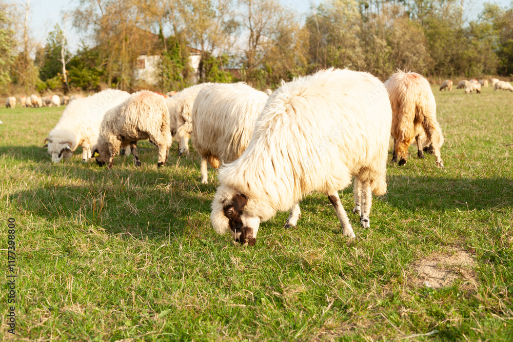 Obraz premium Fluffy sheep grazing peacefully in a lush green pasture on a sunny day. A tranquil rural scene.