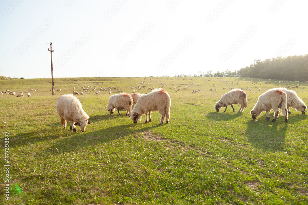 A flock of sheep grazing peacefully in a lush green pasture under a clear sky. A flock of sheep grazing peacefully in a lush green pasture under a clear sky.