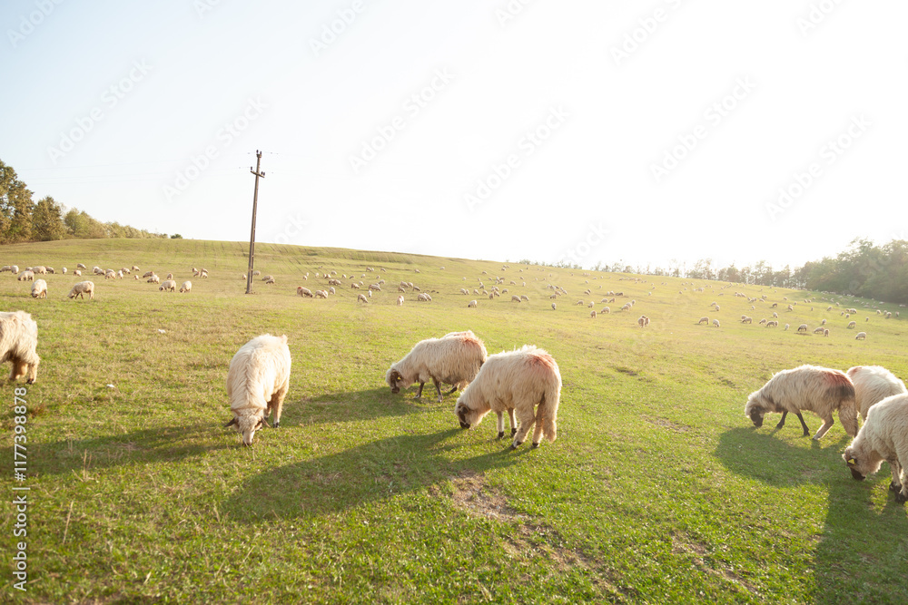 Fototapeta premium A flock of sheep grazing peacefully on a grassy hillside bathed in sunlight.