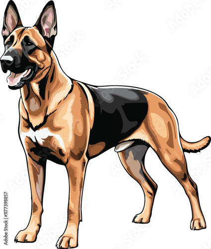 Belgian Malinois dog vector illustration white background